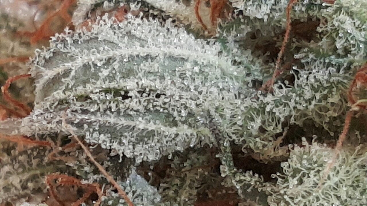 Sativa, Indica e Híbrida: O Guia Definitivo Baseado em Terpenos e Farmacologia